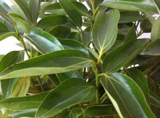 平安樹圖片大全，凈化空氣，矯正異味