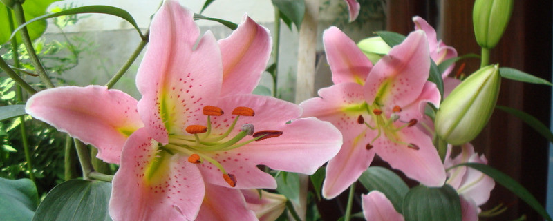 香水百合的養(yǎng)殖方法和注意事項(xiàng)