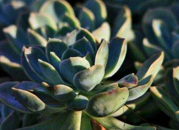 如何養(yǎng)寶石花，寶石花的四季養(yǎng)護(hù)方法介紹