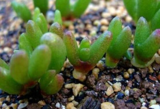 碧光環(huán)爛根怎么辦，兩種爛根防治方法/及時脫盆修剪消毒