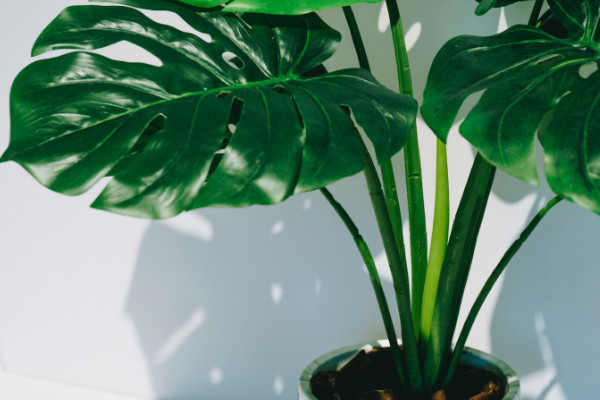 滴水觀音與龜背竹的區(qū)別