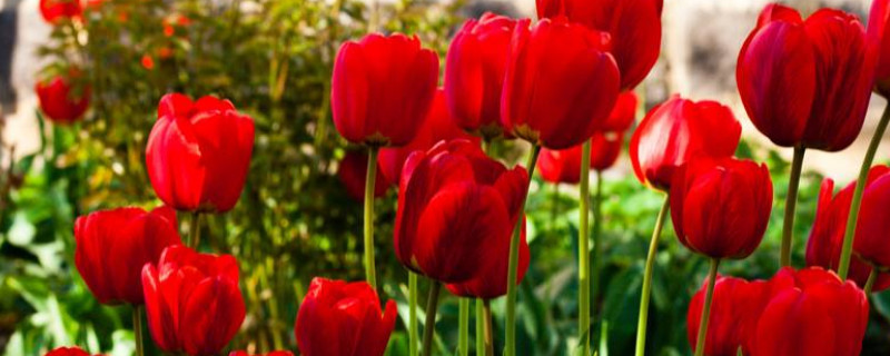 郁金香不能放室內(nèi)嗎