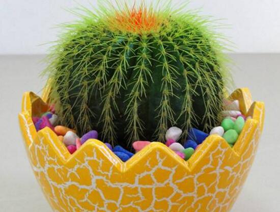 仙人球能治什么病，仙人球的作用與功效