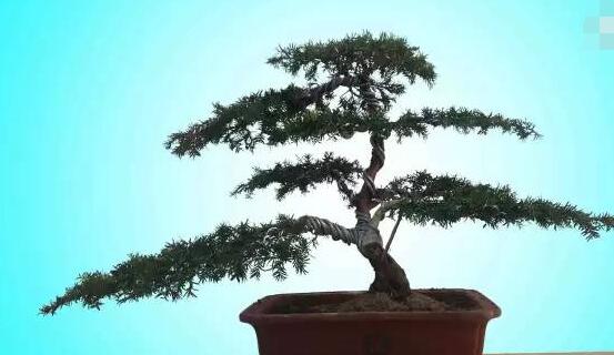 如何養(yǎng)紅豆杉，土壤要豐富營養(yǎng)/肥水相結(jié)合