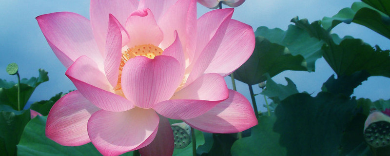 水養(yǎng)荷花為什么不開花