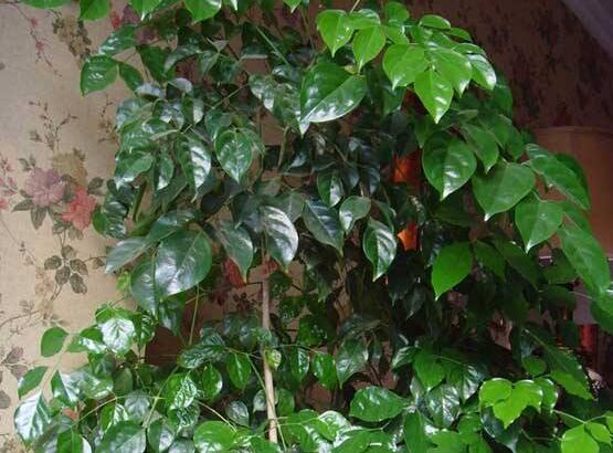 幸福樹擺放禁忌，盤點(diǎn)幸福樹五大擺放禁忌