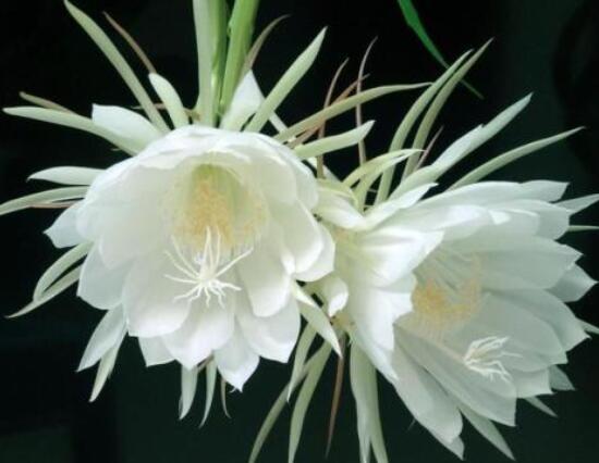 曇花爛根了要怎么辦，及時(shí)修剪腐爛根系/做好傷口消毒