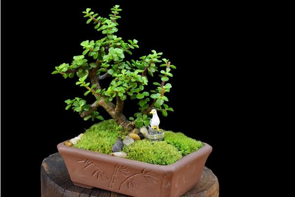 玉樹(shù)圖片，特征、習(xí)性、價(jià)值以及風(fēng)水作用