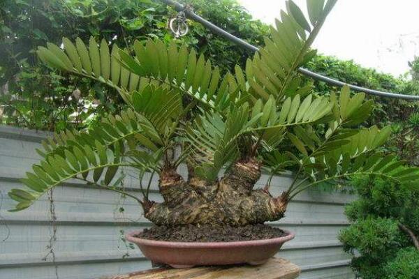 蘇鐵有哪些品種，常見蘇鐵品種介紹