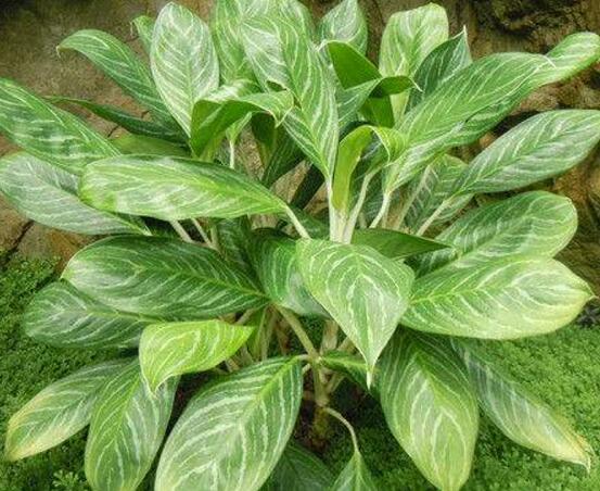 萬年青植物有幾種，盤點(diǎn)最令人欣賞的十大品種