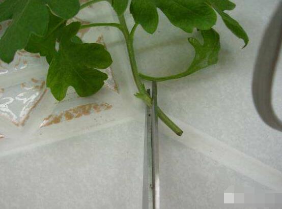 橡皮樹剪下來怎么生根，做好五個步驟便可發(fā)芽長葉