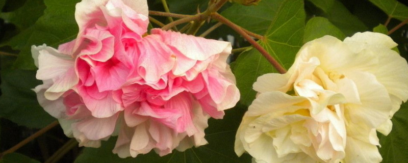 芙蓉花冬季能生長(zhǎng)嗎