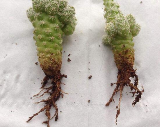 仙人掌爛根原因，仙人掌爛根怎么辦/重新栽培