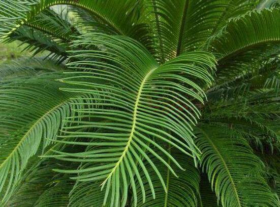 鐵樹能放臥室嗎，盡量不要放（與你爭奪氧氣、呼吸受阻）