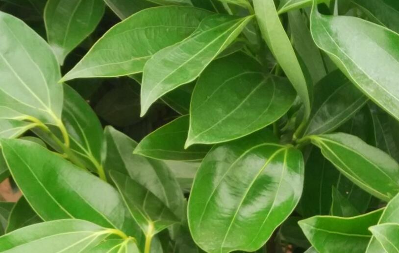 平安樹(shù)怎么修剪才茂盛，3種修剪方法