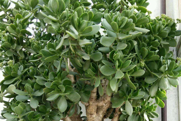 玉樹怎樣養(yǎng)成老樁