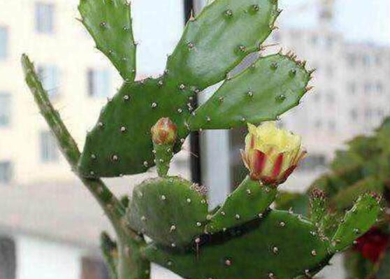仙人掌變黃的原因是什么，四種原因以及解決方法