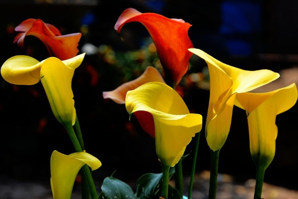 馬蹄種植技術(shù)與施肥