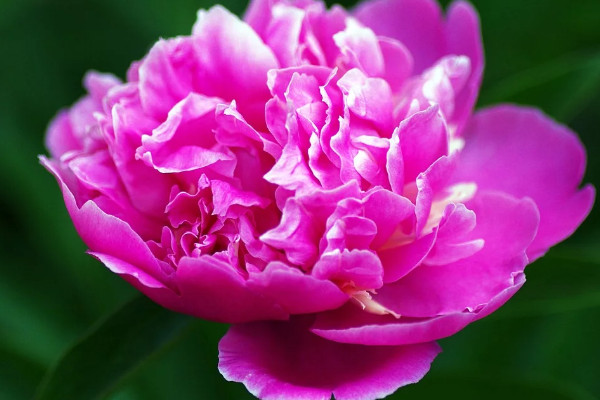 芍藥夏天澆水怎么養(yǎng)