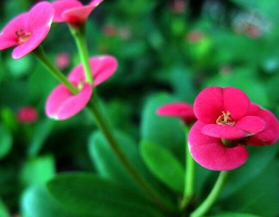 虎刺梅花期多少天，一年四季均可開花(養(yǎng)殖得當)