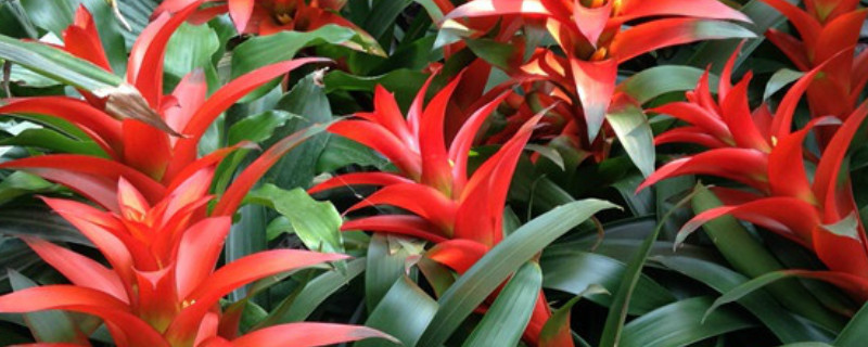 鴻運(yùn)當(dāng)頭花謝了怎么辦