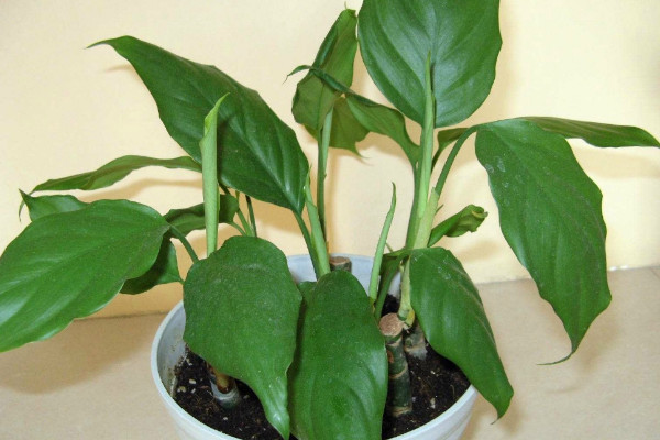 萬(wàn)年青的養(yǎng)殖方法和注意事項(xiàng)