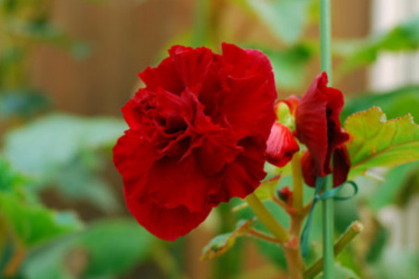 球根海棠種子發(fā)芽后如何養(yǎng)