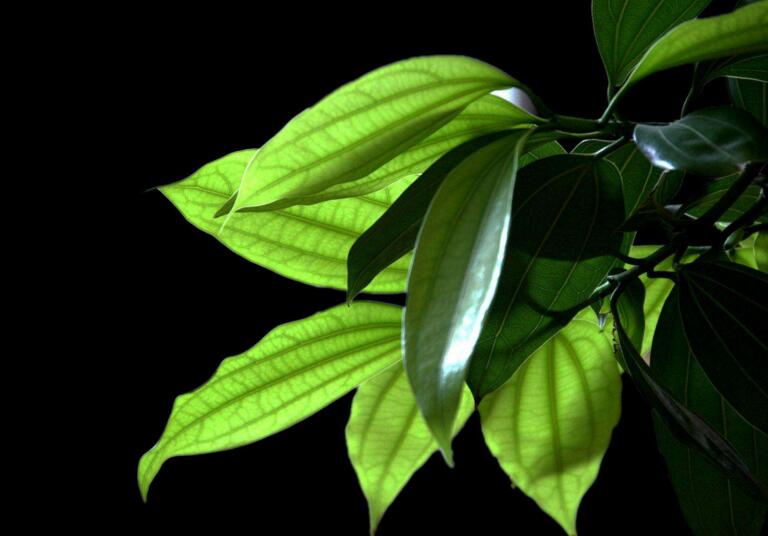 為什么平安樹葉子下垂，澆水過量和酸堿度不平衡造成的