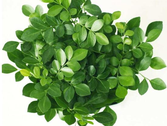 九里香怎么修剪，九里香的修剪圖解