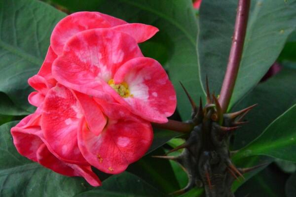 大花虎刺梅的養(yǎng)殖方法，5步教你養(yǎng)好大花虎刺梅