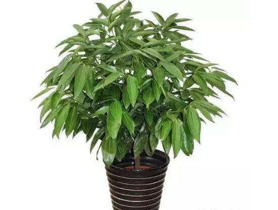 平安樹(shù)爛根怎么辦，平安樹(shù)爛根處理方法