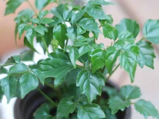 幸福樹擺放禁忌，盤點(diǎn)幸福樹五大擺放禁忌