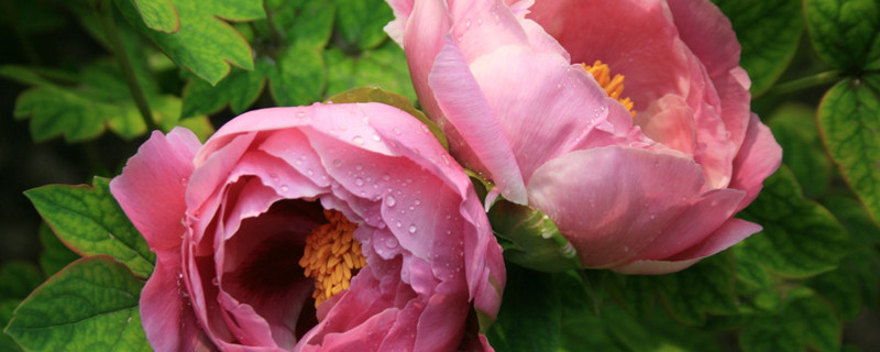 芍藥花怎么繁殖