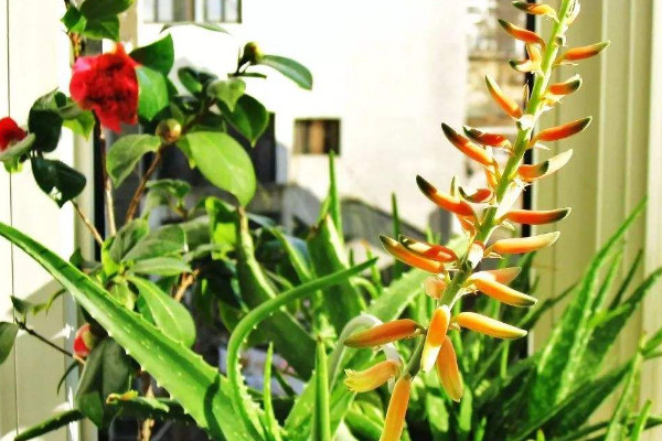 蘆薈開花什么預(yù)兆，代表吉祥順意的好兆頭