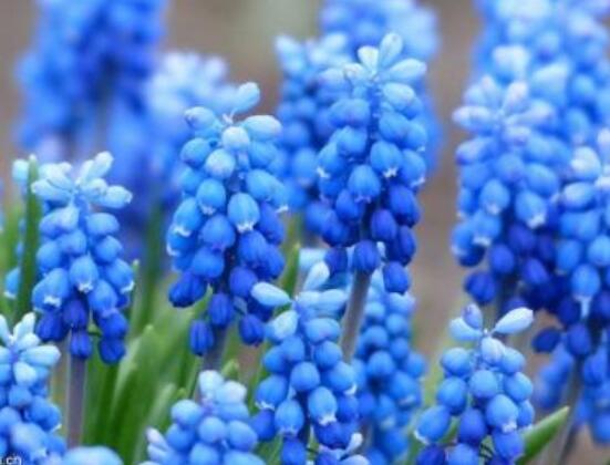 風信子象征著什么意思，重生的愛/不同花色不同象征意義