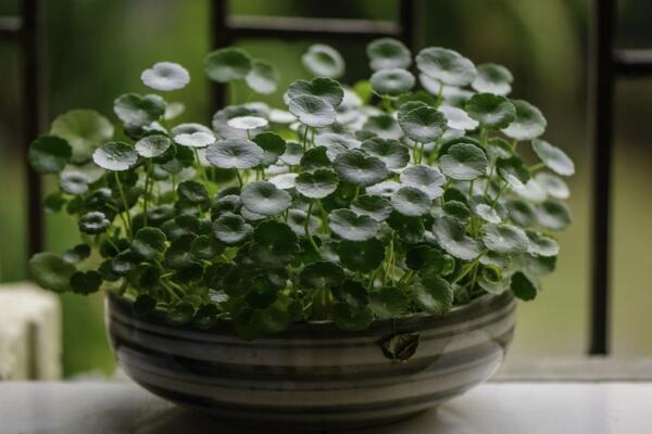 銅錢草焉了咋辦，根據(jù)情況來進(jìn)行補(bǔ)救