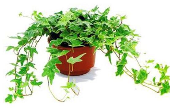 常春藤怎么養(yǎng)長得壯，只需要做好五個要點即可