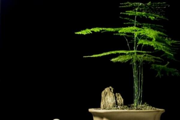 剪下來的文竹能插活嗎，文竹扦插繁殖的秘訣