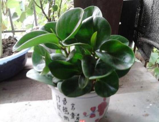 碧玉花怎么修剪，五個(gè)基本步驟修剪更加美觀