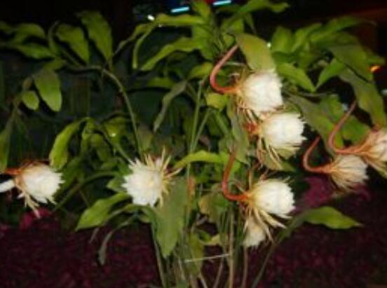 曇花開(kāi)代表什么預(yù)兆，預(yù)兆著好事成雙、喜事臨門(mén)