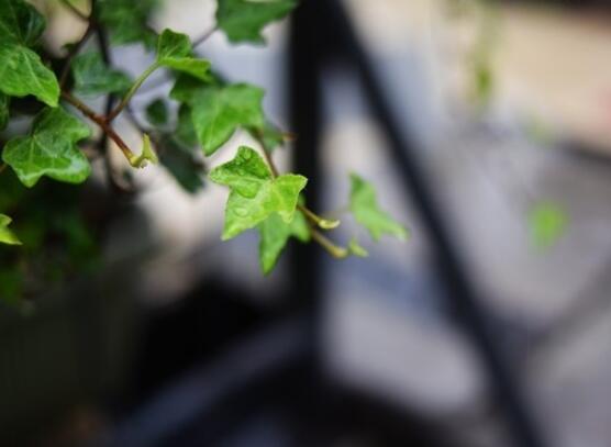 家庭養(yǎng)常春藤常見問題大全，做好六點基本要點即可(生長翠綠)