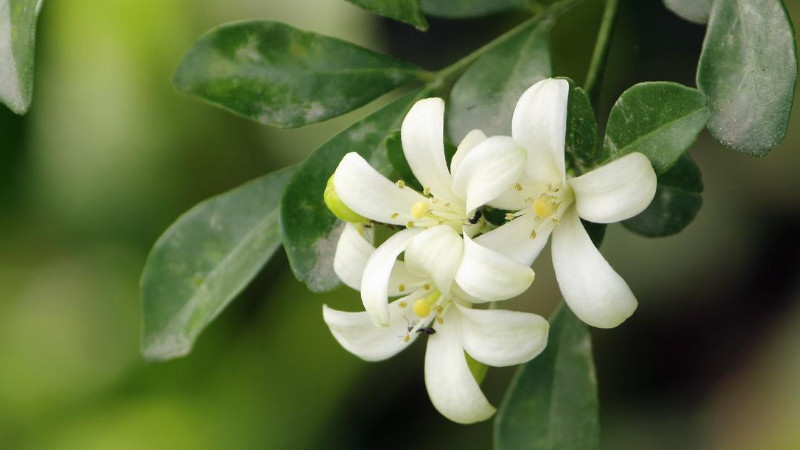 九里香怎么養(yǎng)