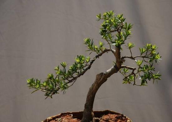 羅漢松的繁殖方法，羅漢松五大繁殖方法