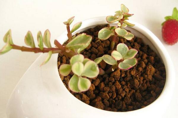 多肉雅樂之舞怎么扦插，5步即可完成扦插