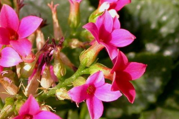 長(zhǎng)壽花不死不活咋回事