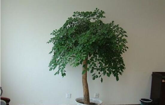 幸福樹放在哪里好風(fēng)水，盤點(diǎn)最佳四個(gè)好風(fēng)水位置(客廳/臥室/書房/陽(yáng)臺(tái))