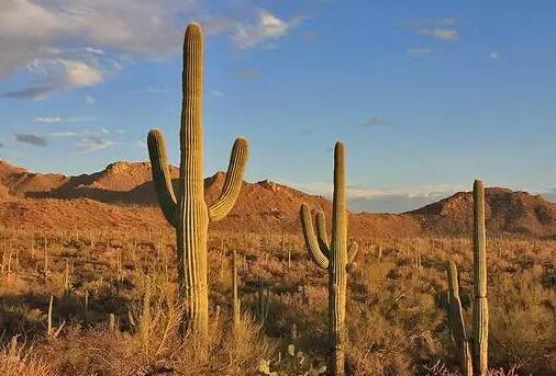 仙人掌為什么會(huì)長刺，為了減少蒸騰作用保持自身水分