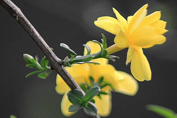 迎春花能放在陽(yáng)臺(tái)嗎