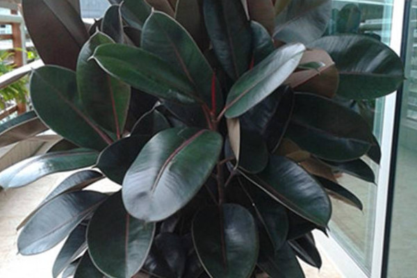 橡皮樹夏天怎么養(yǎng)