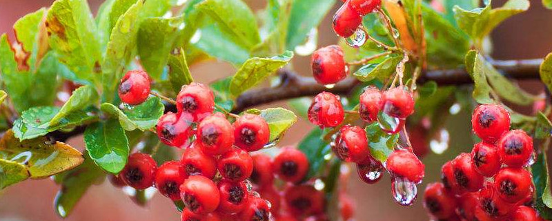 火棘老樁沒(méi)根能不能活